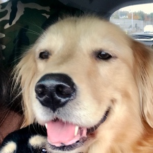 癒しの保護犬三姉妹