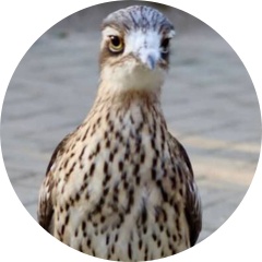 エンタメとうちゃん