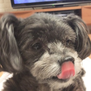 わんチャンネル