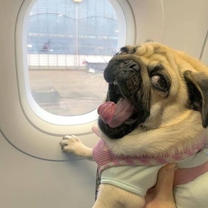 イヌってかわいいチャンネル