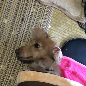 わんちゃんハウス