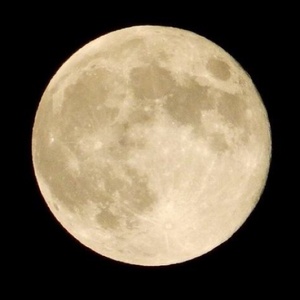 岡村隆史30歳 ライオンキングに挑戦