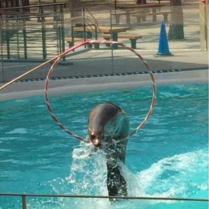 癒しのチャンネル