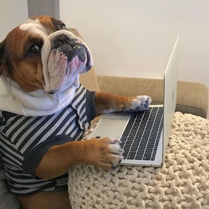 癒し動物チャンネル