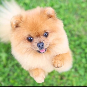 アニマルチャンネル