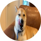 動物チャンネル