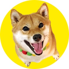 柴犬ももっぷチャンネル【Youtubeに引っ越し】