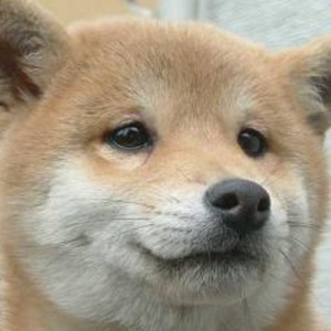 犬ネコ動画チャンネル