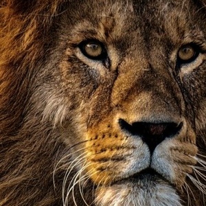 アニマル王国チャンネル