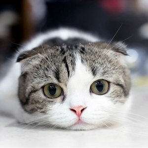 にゃんにゃんチャンネル