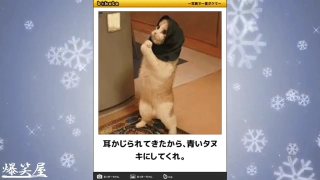 Buzzvideo Story ネタ ボケ 面白い画像