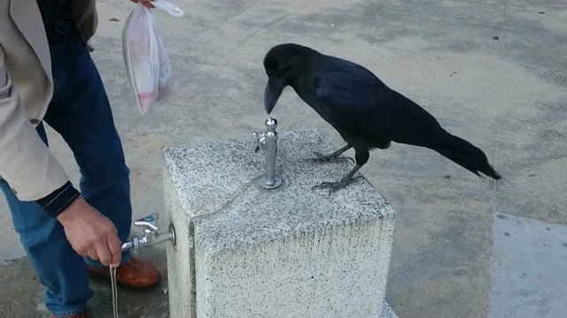 Buzzvideo Story カラス なつかれた 1 1 1 42