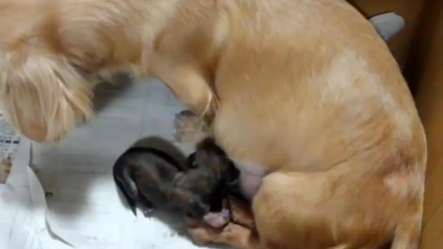 Buzzvideo Story 出産リアルシーン