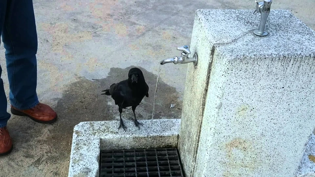 Buzzvideo Story カラス なつかれた 1 1 1 42