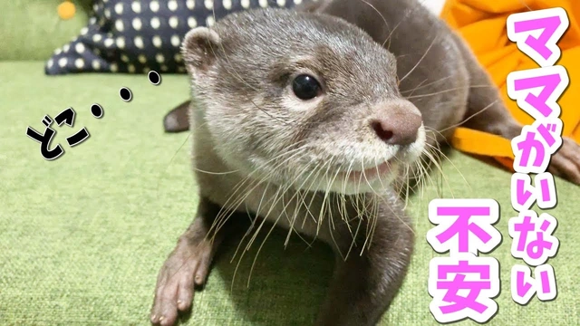 Buzzvideo Story Ark カワウソ テイム 0 1 0 57