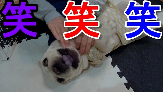 Buzzvideo Story 笑う犬 アナウンサー学校
