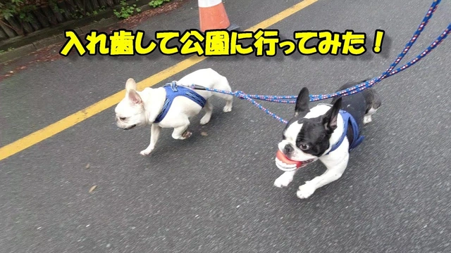 Buzzvideo Story 犬入れ歯 1 1 1 11