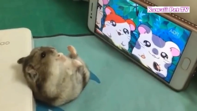 Buzzvideo Story ハムスター あほかわいい