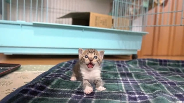 Buzzvideo Story 子猫 踏み潰す