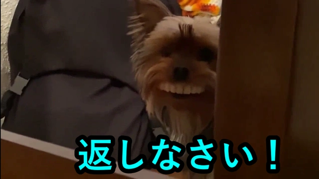 Buzzvideo Story トイプードル 入れ歯 おばあちゃん