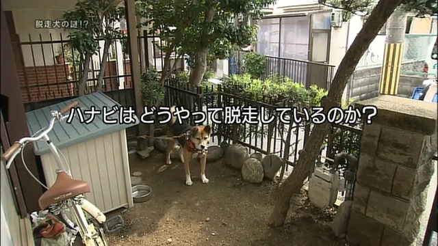 Buzzvideo Story ナイトスクープ 犬 さっちゃん 1 1 1 7