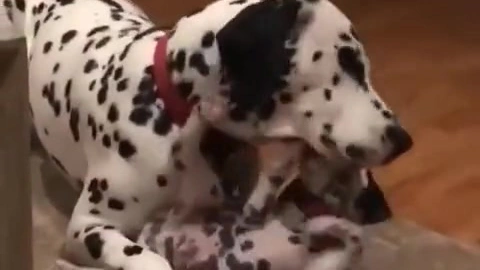 Buzzvideo Story 101 匹 わん ちゃん 服