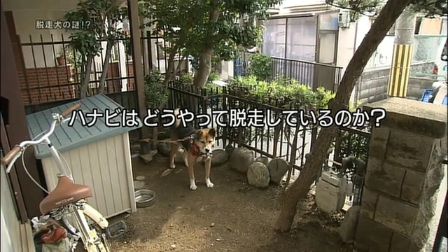 Buzzvideo Story ナイトスクープ 犬 さっちゃん