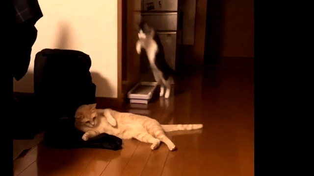 Buzzvideo Story 猫 踏み潰す