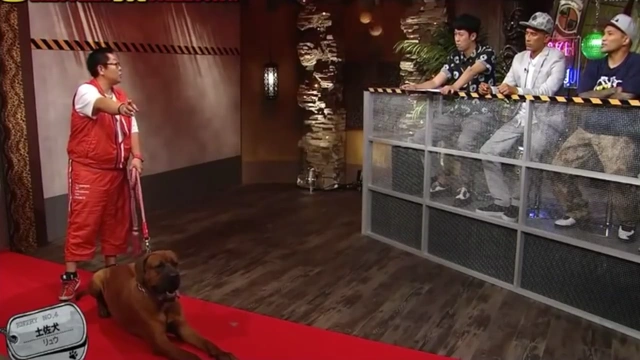 Buzzvideo Story 山本kid 闘犬