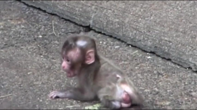 Buzzvideo Story 赤ちゃん猿 育児放棄