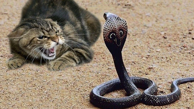 Buzzvideo Story 動物 捕食 グロ