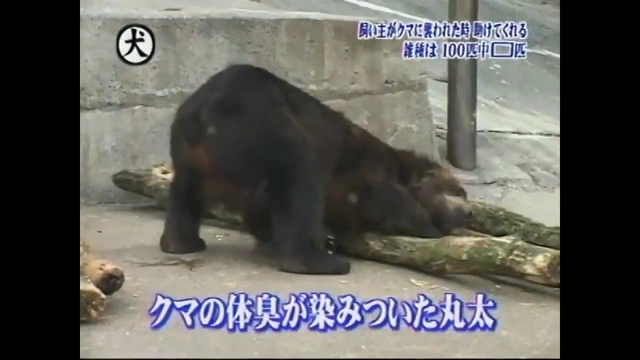Buzzvideo Story トリビアの泉 爆笑 神回 Buzzvideo Story トリビアの泉 爆笑 神回