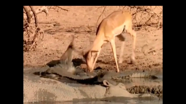 Buzzvideo Story ワニ捕食シーン