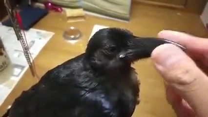 Buzzvideo Story カラス なつかれた 1 1 1 42