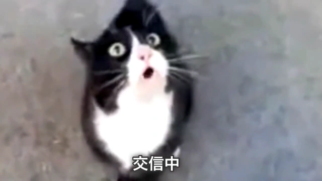 Buzzvideo Story #しゃべる猫 おいおい,1,1,1,6