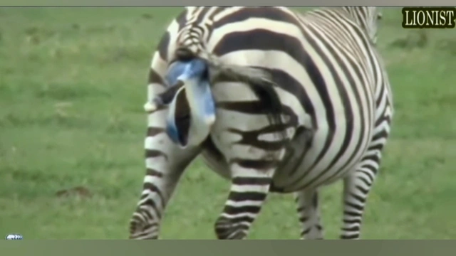 Buzzvideo Story クレヨンしんちゃん出産シーン