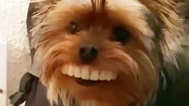 Buzzvideo Story 入れ歯 犬 おばあちゃん