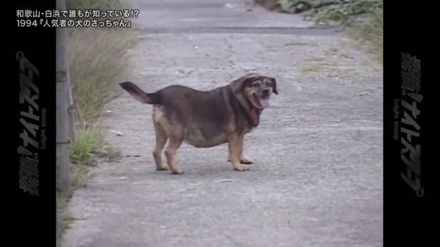 Buzzvideo Story ナイトスクープ 犬 さっちゃん