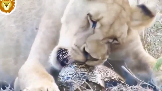 Buzzvideo Story 動物 捕食 グロ 1 39 0 7