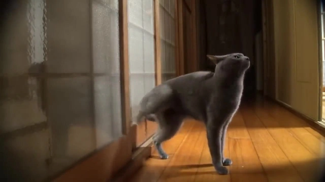 Buzzvideo Story 猫 蹴り飛ばす