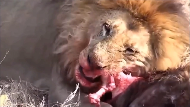 Buzzvideo Story 動物捕食シーン