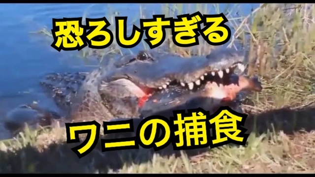 Buzzvideo Story ワニ カメ 捕食 1 1 1 19