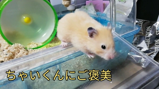 キンクマハムスターちゃいくんの動画日記