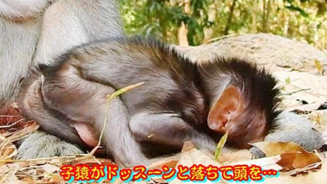 Buzzvideo Story 猿 育児放棄 動画