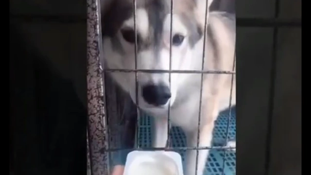 Buzzvideo Story 犬入れ歯 1 1 1 11