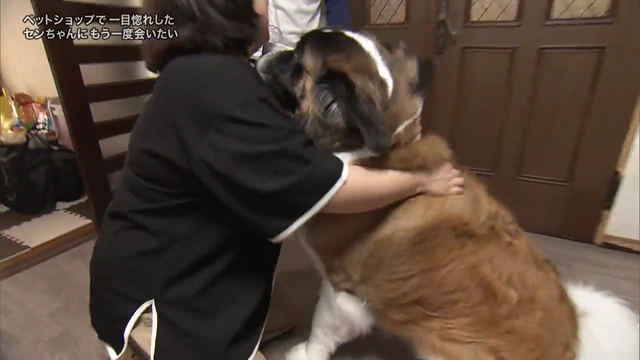 Buzzvideo Story 探偵ナイトスクープ 犬 さっちゃん 動画 1 2 0 5 3