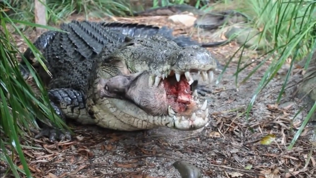 Buzzvideo Story ワニ カメ 捕食