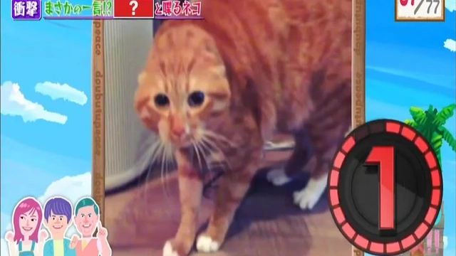 Buzzvideo Story #しゃべる猫 おいおい,1,1,1,6