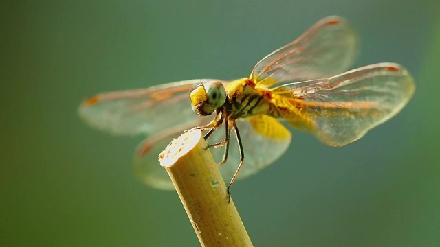 Buzzvideo Story ガキの使い とんぼ 動画