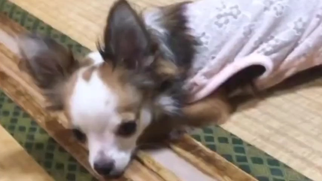 Buzzvideo Story 7days To Die 動物 いない 0 2 0 42 5